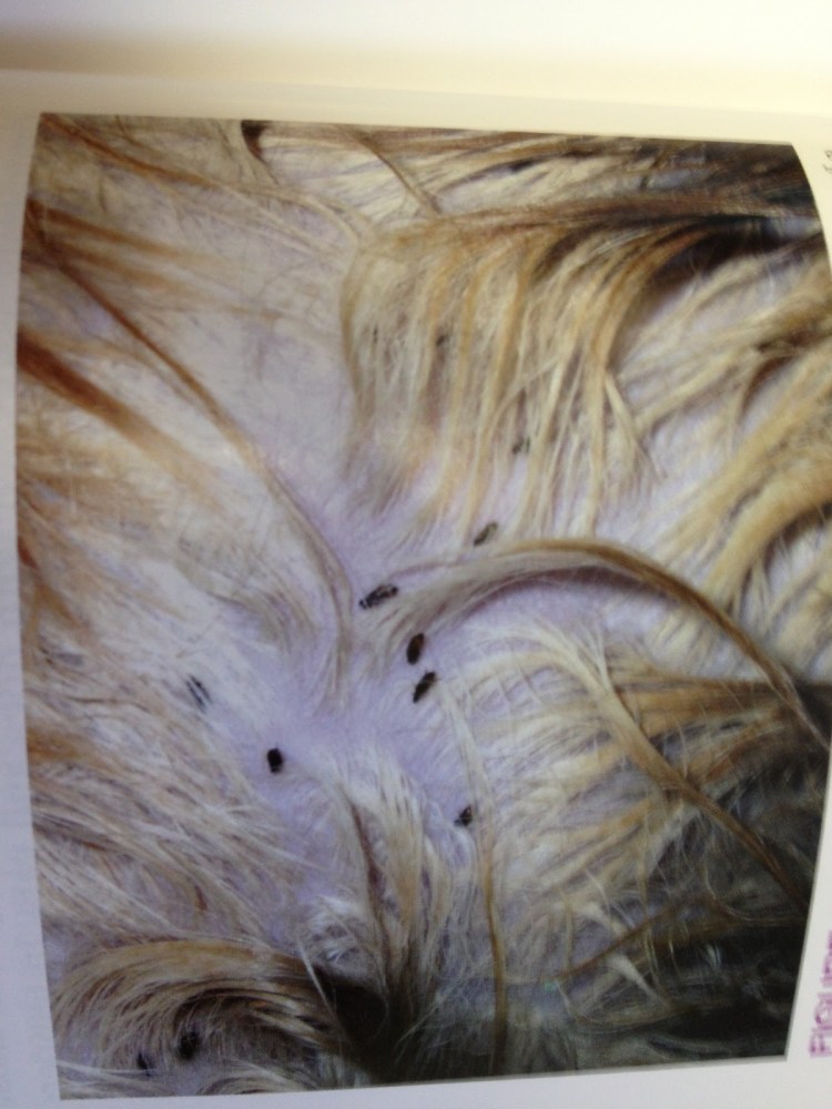 Укусы блох на теле собаки