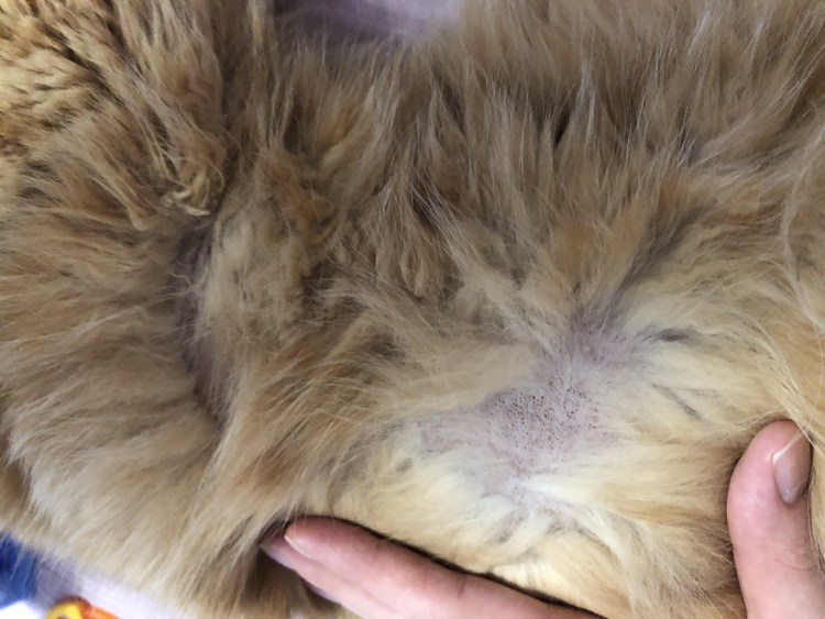 Блошиный аллергический дерматит