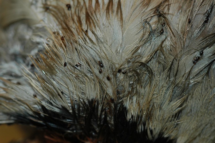 Пухопероеды голубиные