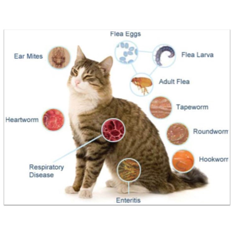 Саркоптическая чесотка