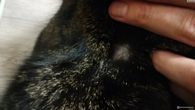 Паразиты на шерсти животных