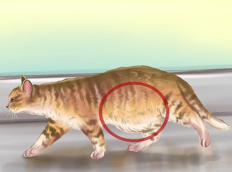 Саркоптоз демодекоз нотоэдроз