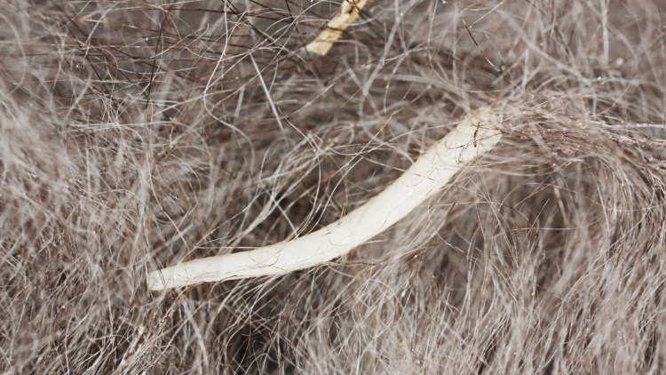 Хейлетиеллез (отрубевидная чесотка)