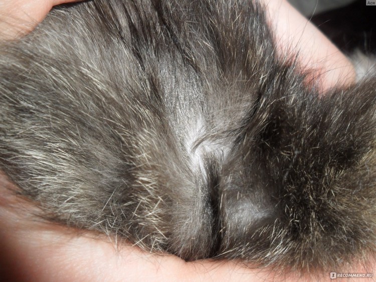 Кошка в листьях