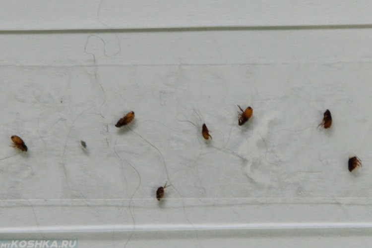 Сциариды личинки черви