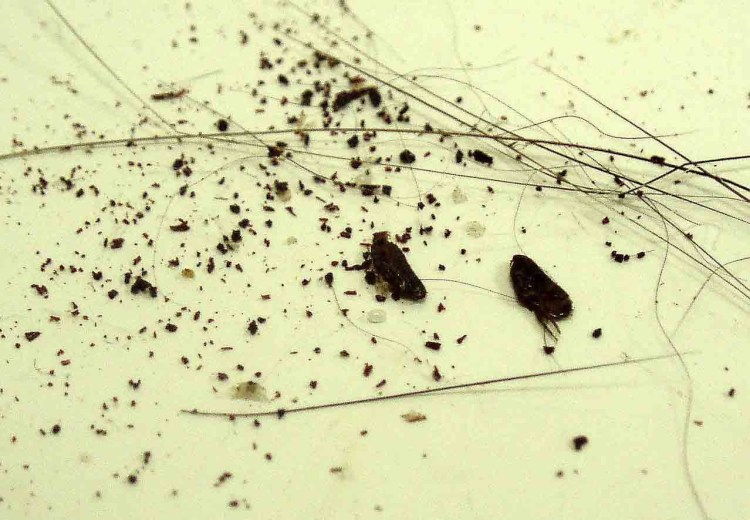 Саркоптоз демодекоз нотоэдроз