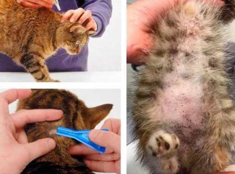 Исследование кожи у животных