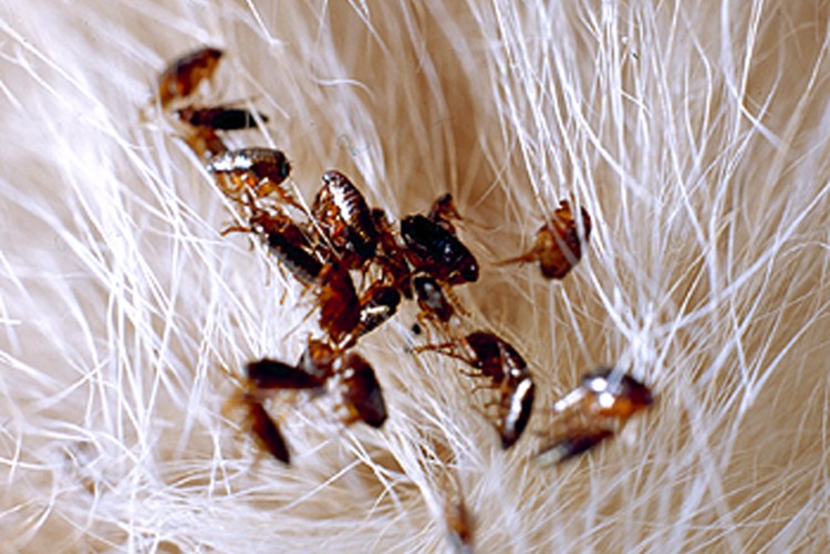 Блошиный дерматит у йоркширских терьеров