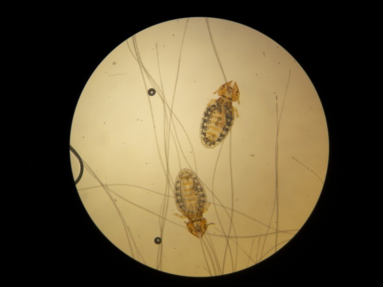 У кота нет куска шерсти