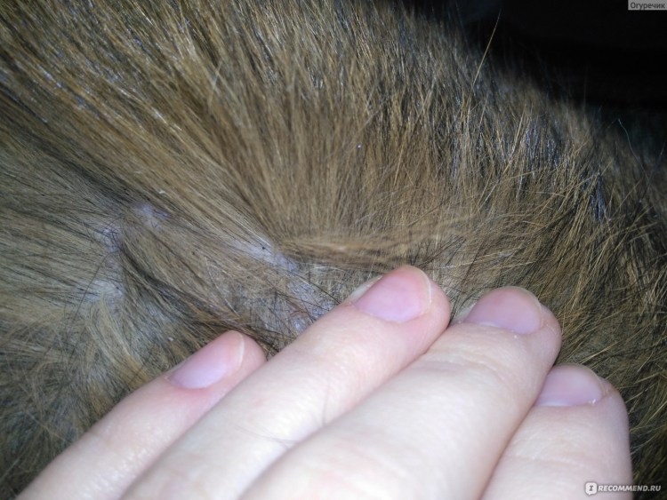 Личинки блохи червеобразные