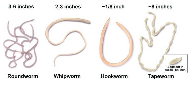 Кошачьи глисты анкилостома