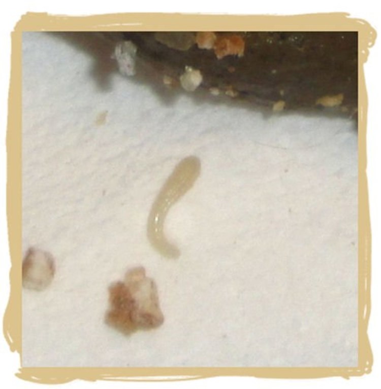 Стерилизация кобелей схема