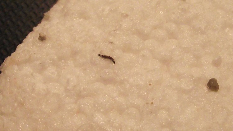 Внешние паразиты кошек