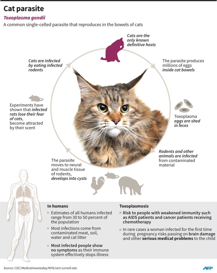 Залысина на ушке у кошки