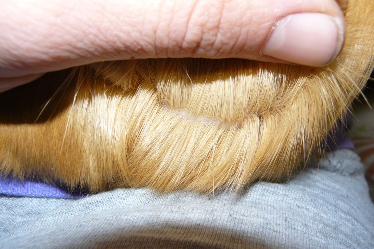 Ленточный червь у человека в Кале