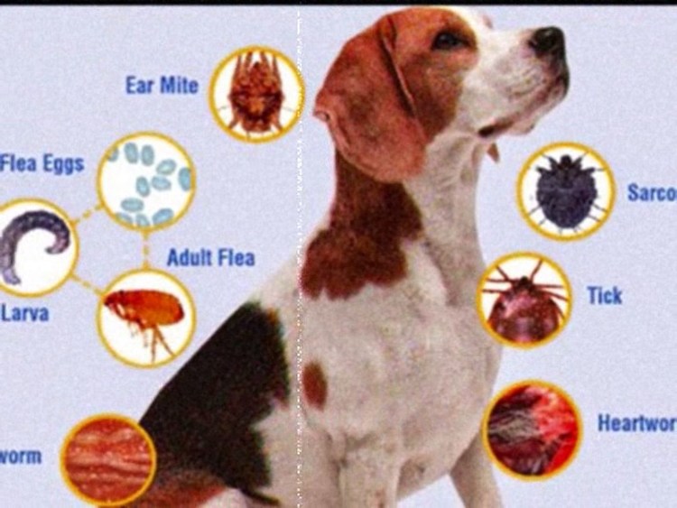 Экскременты земляных блох