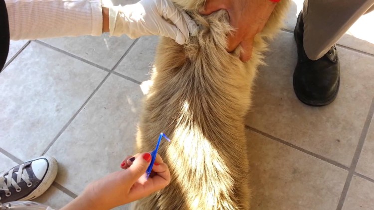 Таблетки Бравекто от клещей от укуса клещей