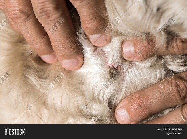 Болезни собаки Бигль