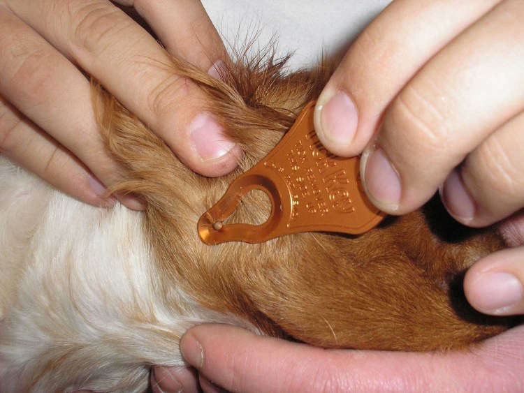 Пироплазмоз Ветеринария