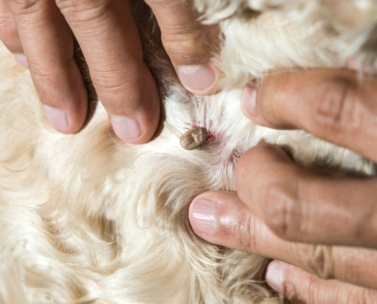 Клещ присосался к собаке