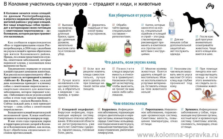 Много кхлещи на собаке