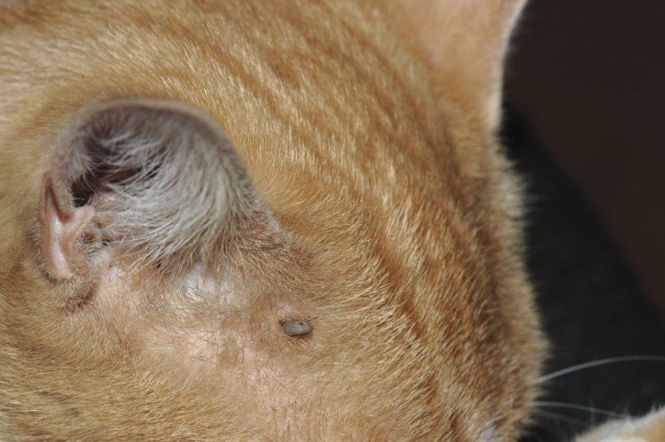 Собака сосущая кровь животных