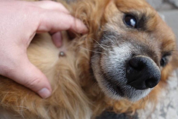 Клещи пироплазмоз у собак