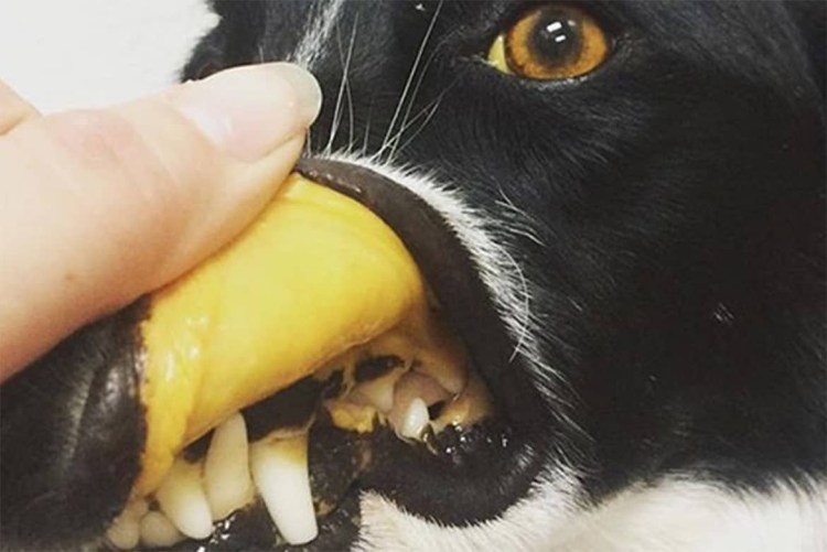 Микроспория (стригущий лишай) у собак