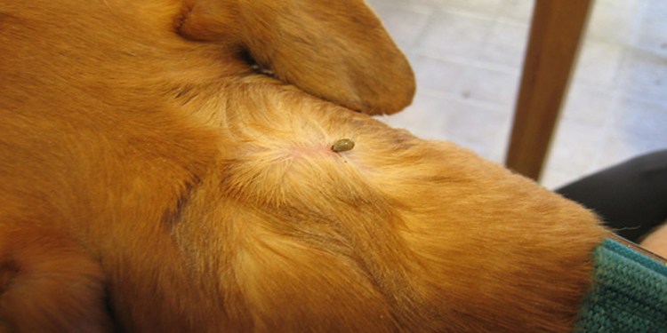 Пироплазмоз (бабезиоз) у собак