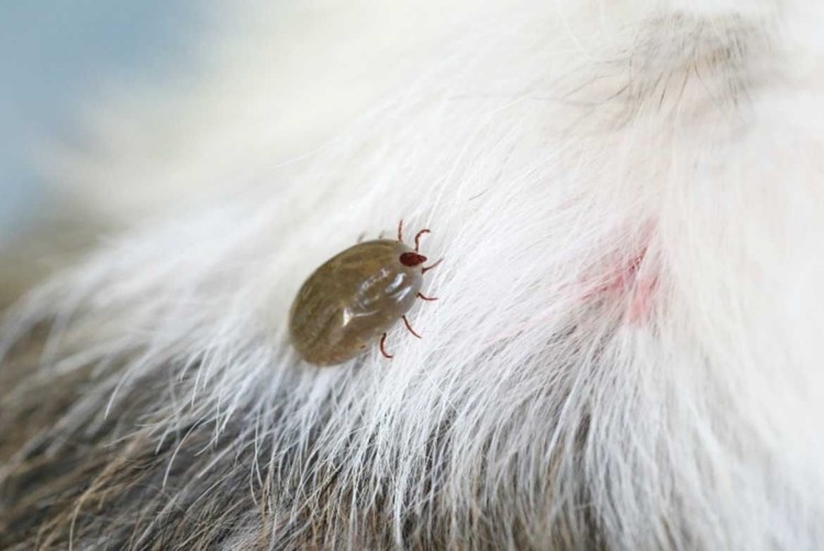 Клещи которые кусают животных