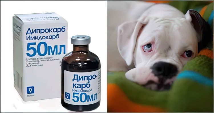 Кровососущие на холке собак