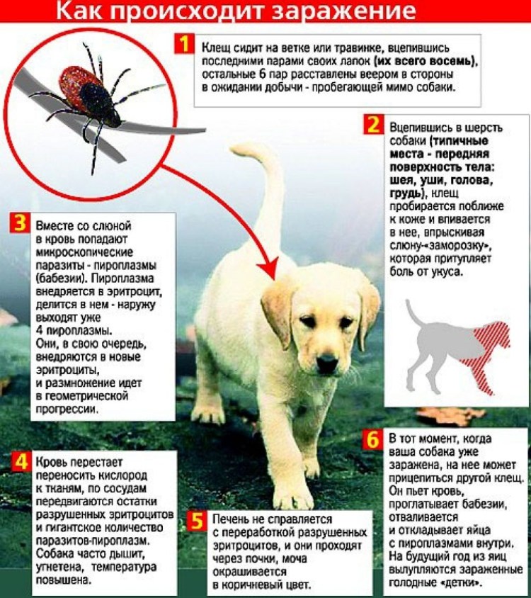 Пироплазмоз (бабезиоз) у собак