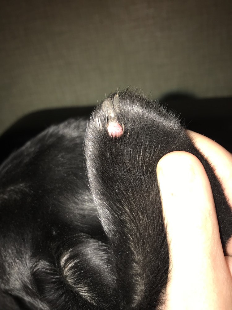 Средство от власоеда для животных