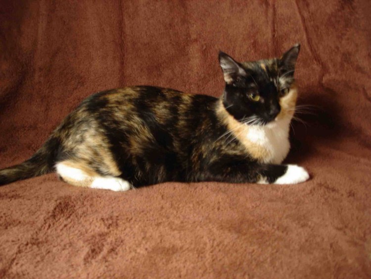 Европейская короткошерстная черепаховая