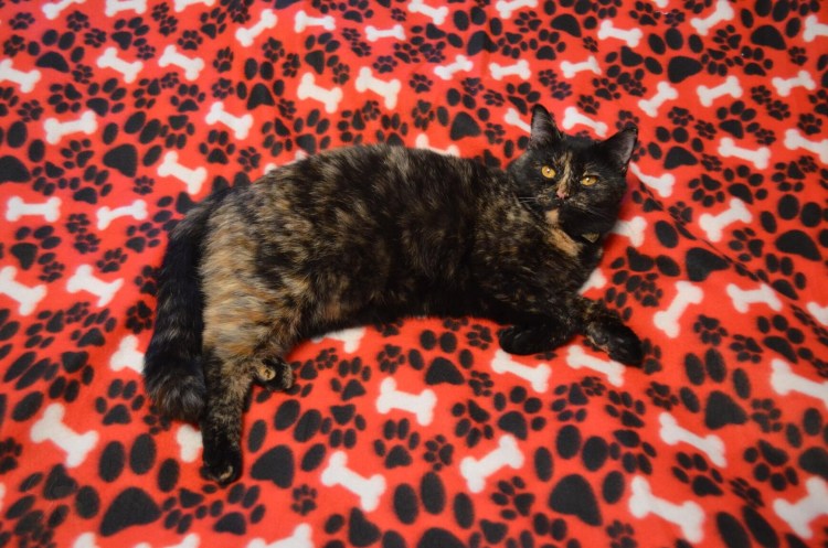 Кошка черепахового окраса короткошерстная