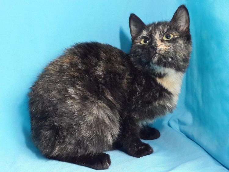 Британский кот черепахового окраса