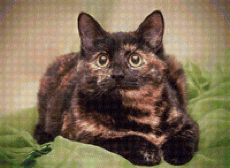 Черепаховая сиамка