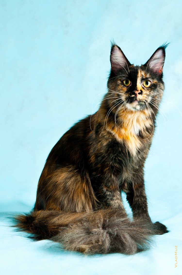 Трёхцветная кошка Арлекин