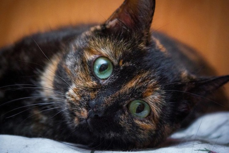 Tortoiseshell Cat порода