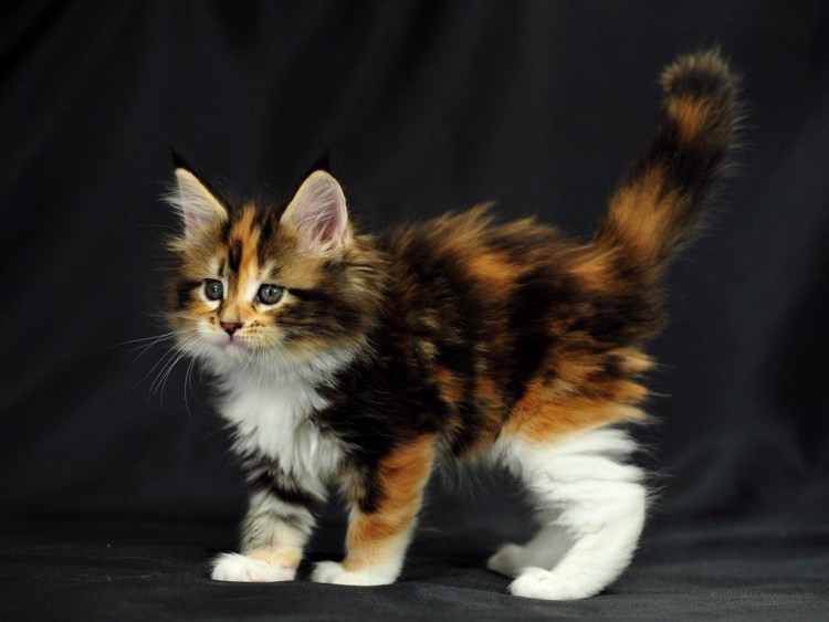 Необычные окрасы кошек