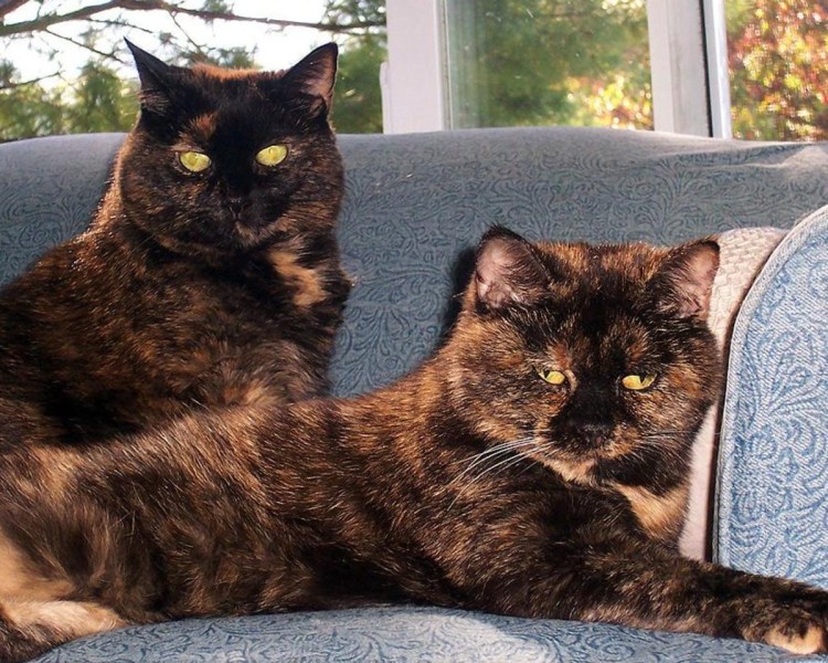 Чепрачно серый кошка