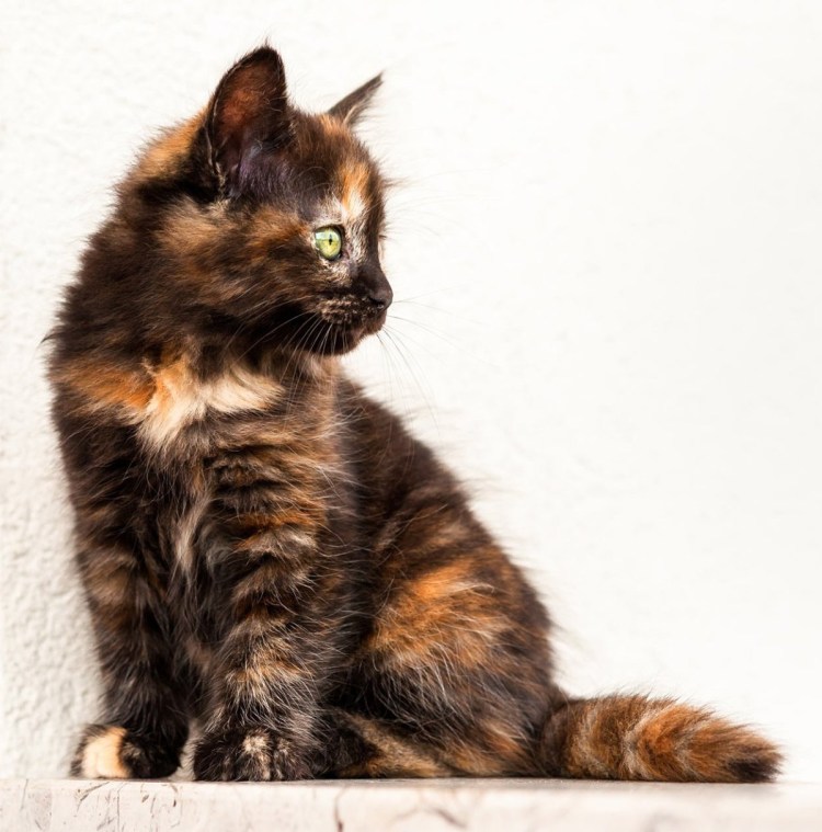 Окрас кошек Tortoiseshell