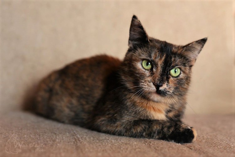 Европейская короткошерстная черепаховая