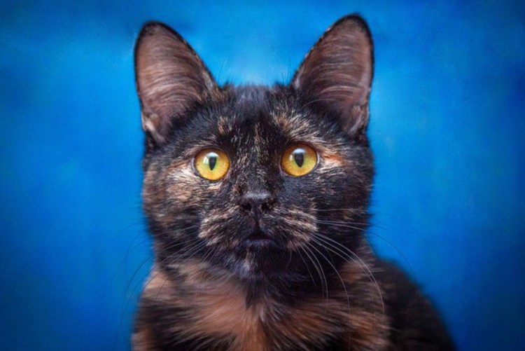 Британская черепаховая кошка