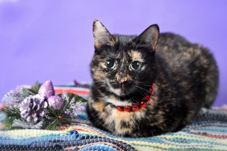 Кошка черепахового окраса беспородная