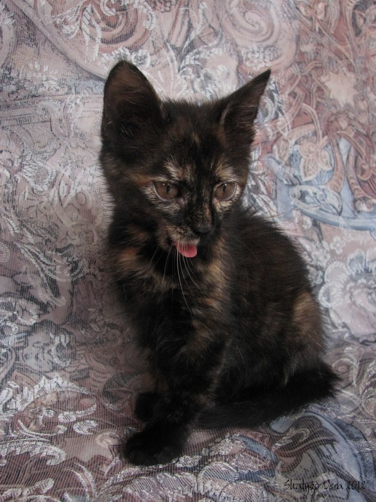 Трехцветные кошки Калико