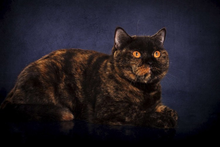 Tortoiseshell Cat порода
