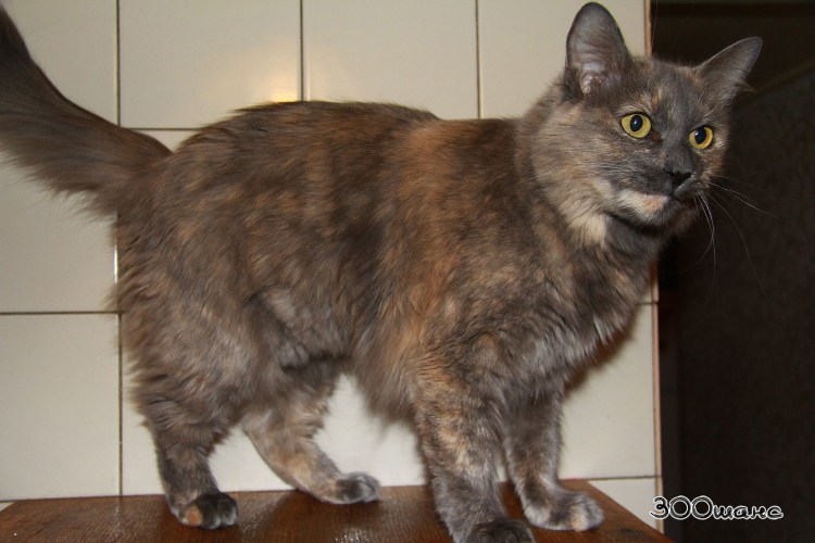 Шотландская черепаховая кошка