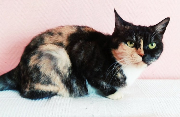 Калико табби окрас кошки