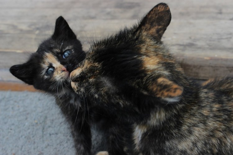 Европейская короткошерстная черепаховая